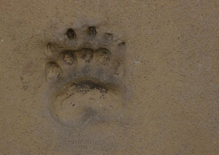 Bear footprint in the sand