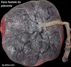 Placenta, fetal face