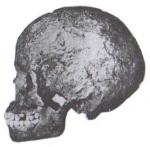 grimaldi skull cromagnon hybrid