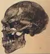 Predmost skull Cro Magnon a Neanderthal Sapiens hybrid